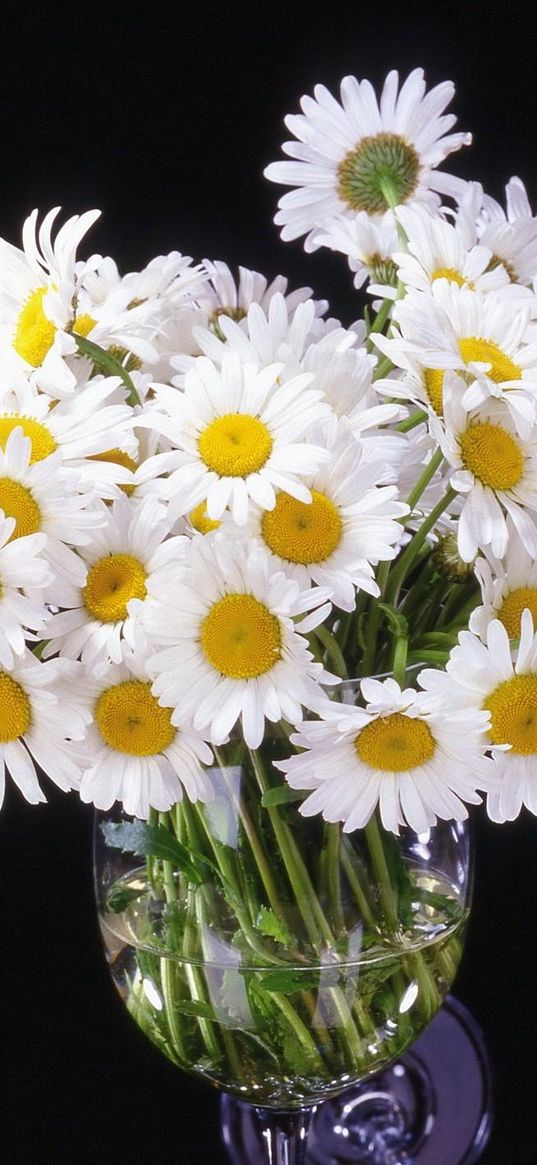 daisy, flowers, bouquet, vase, black background