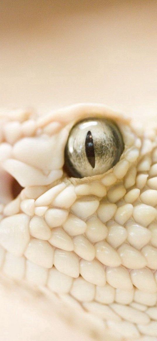 snake, head, eyes, skin