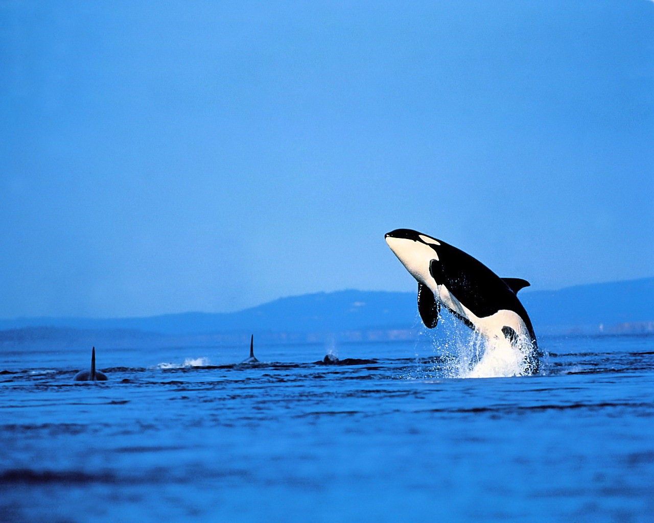 dolphin, wave, sea, jump, sky