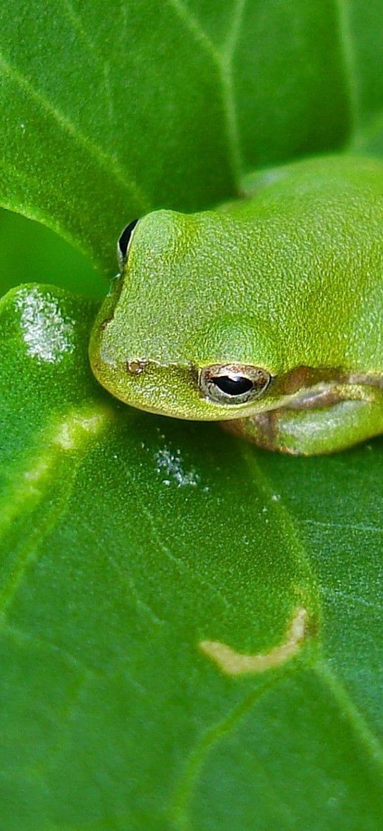 frog, leaf, surface, reptile