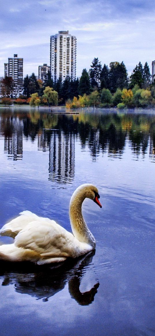 swan, sea, beach, town