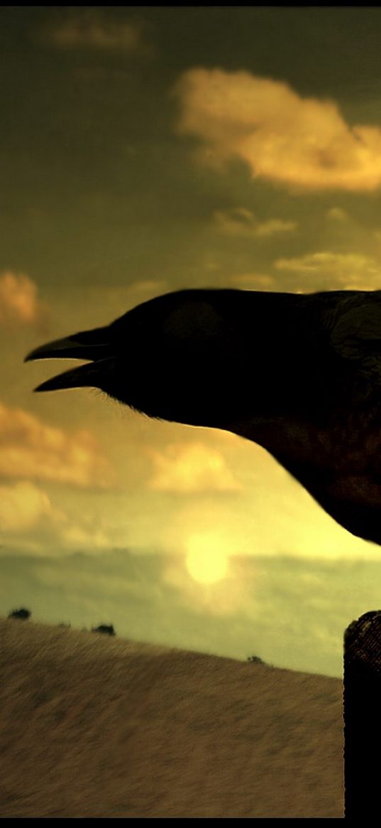 bird, raven, silhouette, shadow