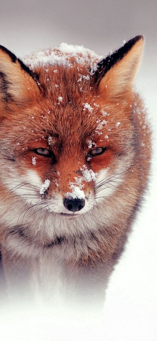 fox, snow, wind, walking, hunting