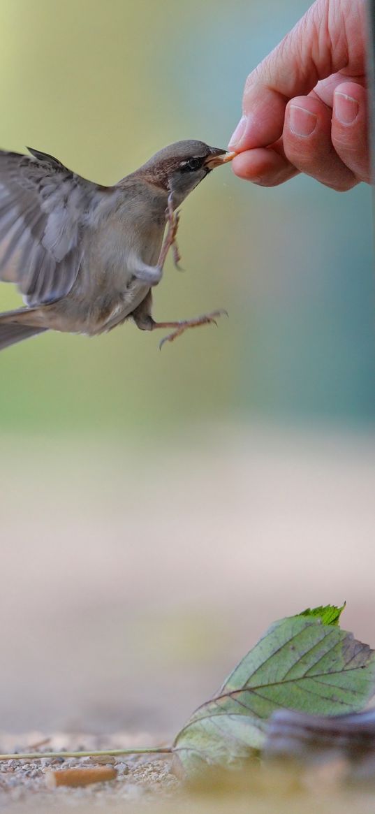 sparrow, food, flock