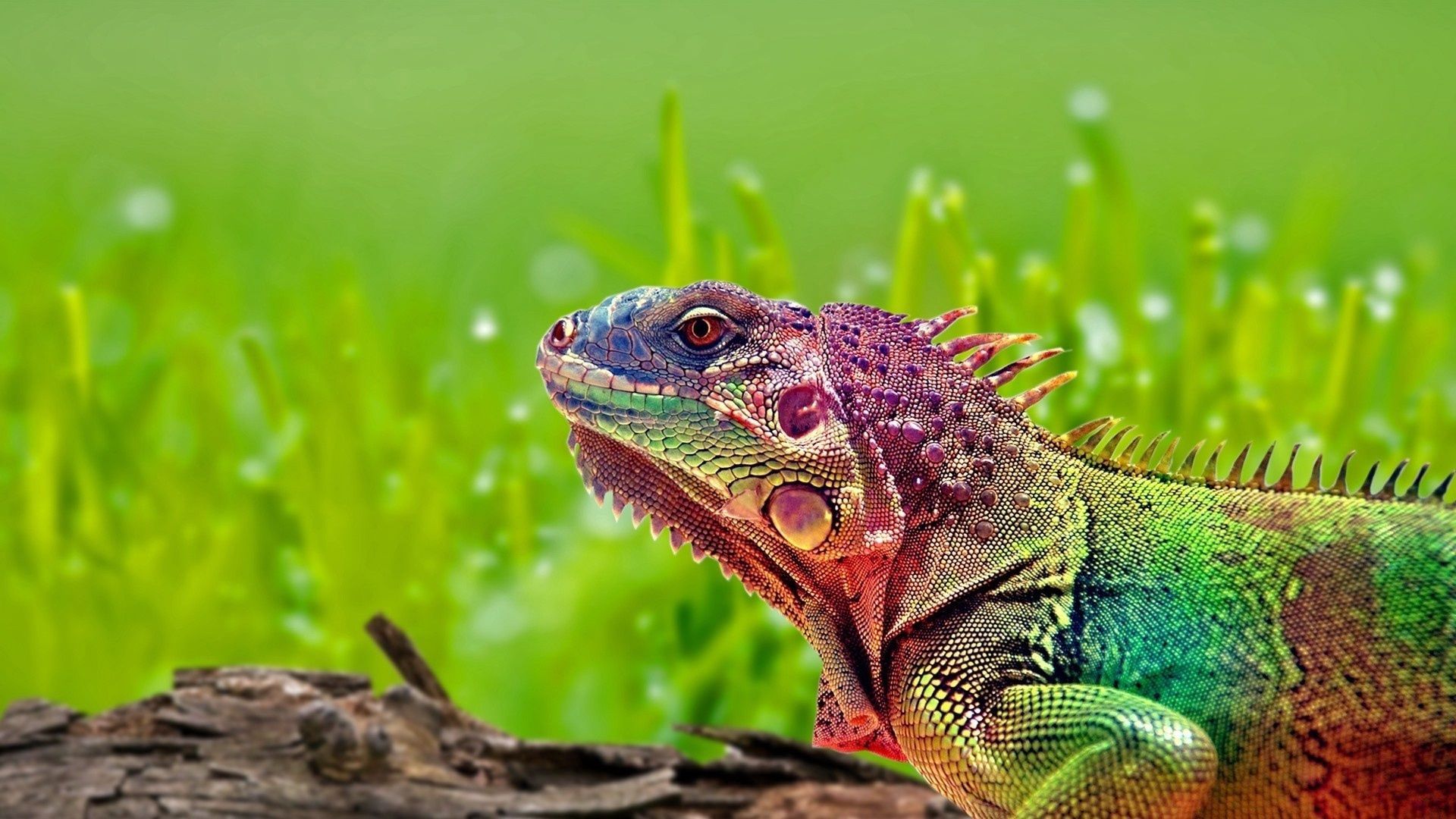 iguana, reptile, color, spots