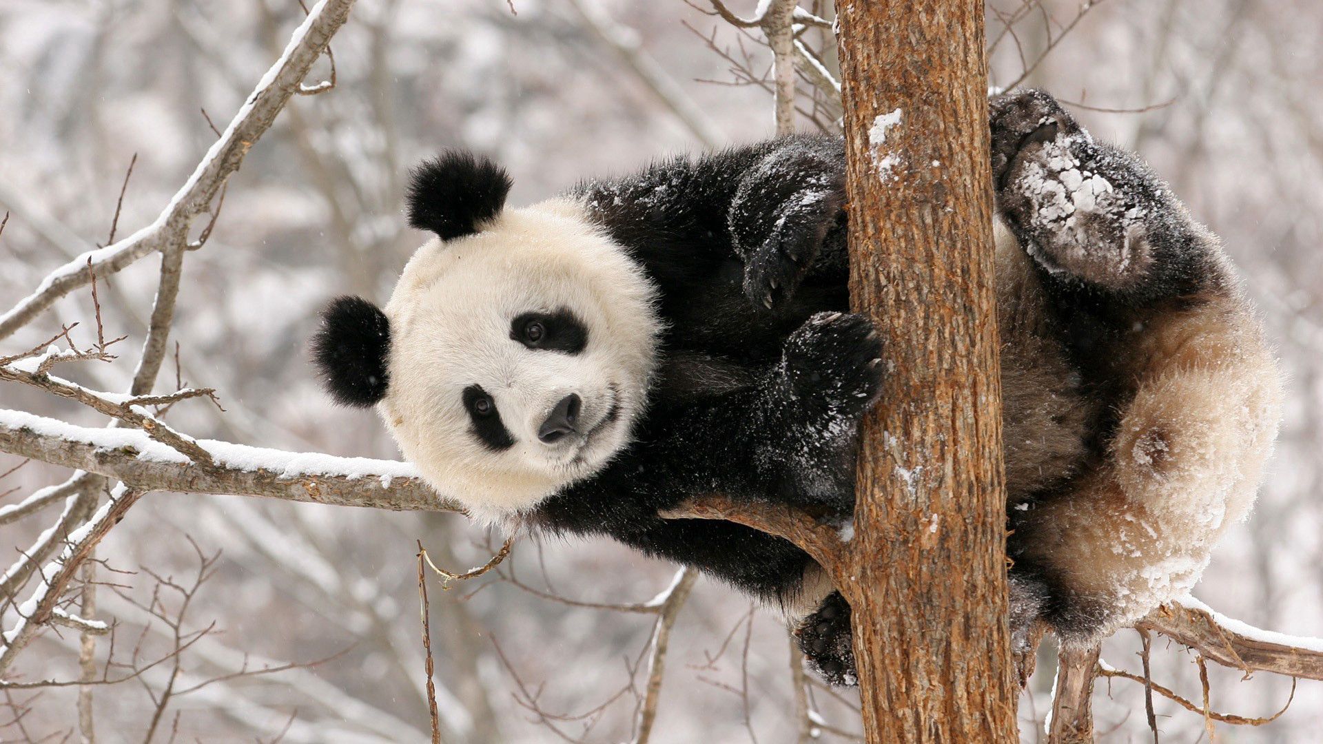 panda, branch, sit, snow