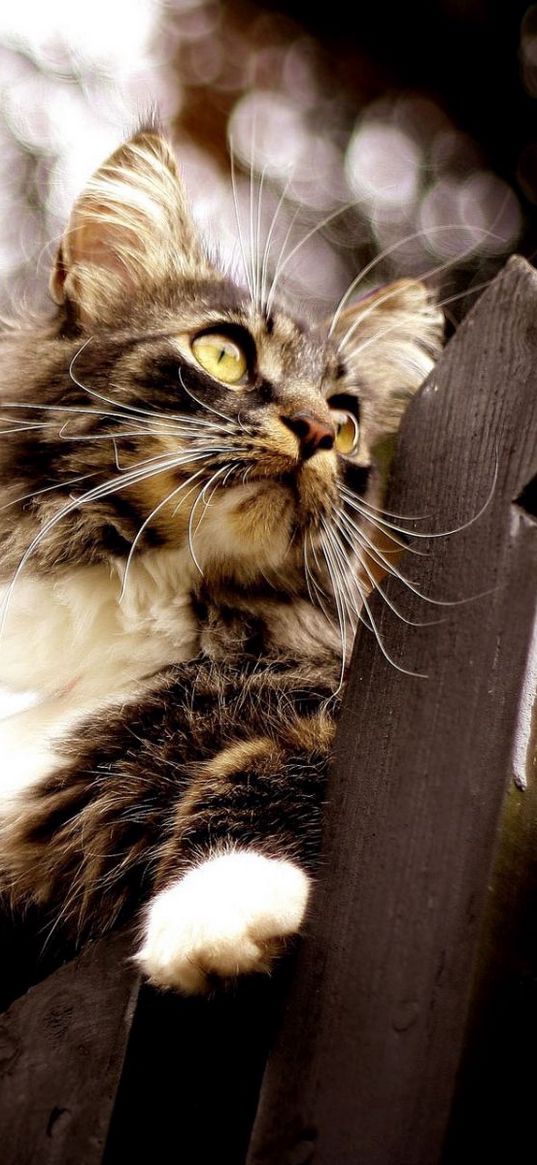 cat, fence, climb, glare