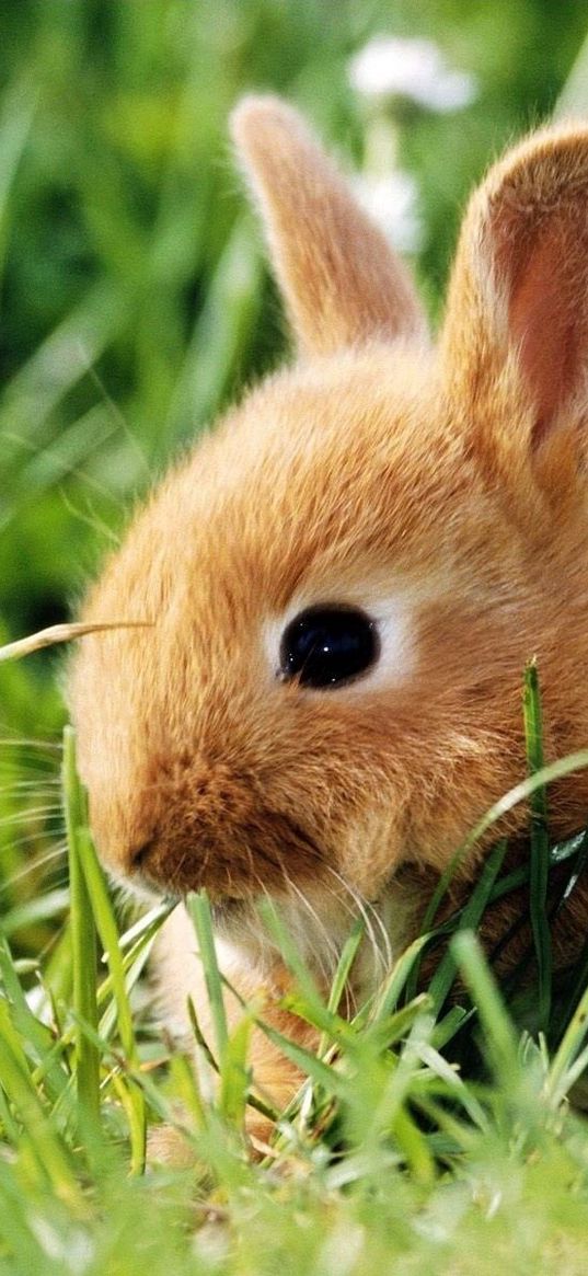 rabbit, grass, climb, ears