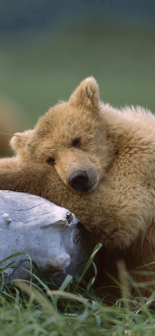 bear, cub, timber, lying