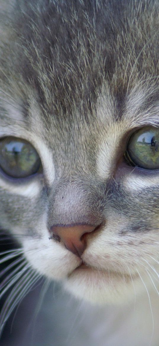 kitten, face, gray, fur