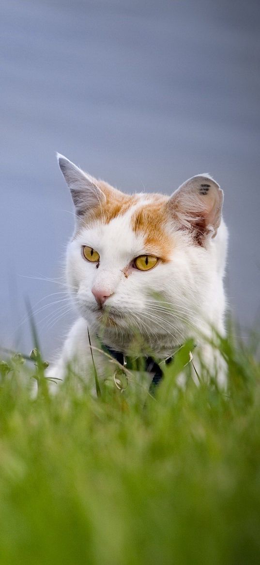 cat, grass, muzzle, climb, spotted