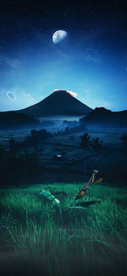 mantis, grass, plantation, mountain, planets, sky, stars, night, nature