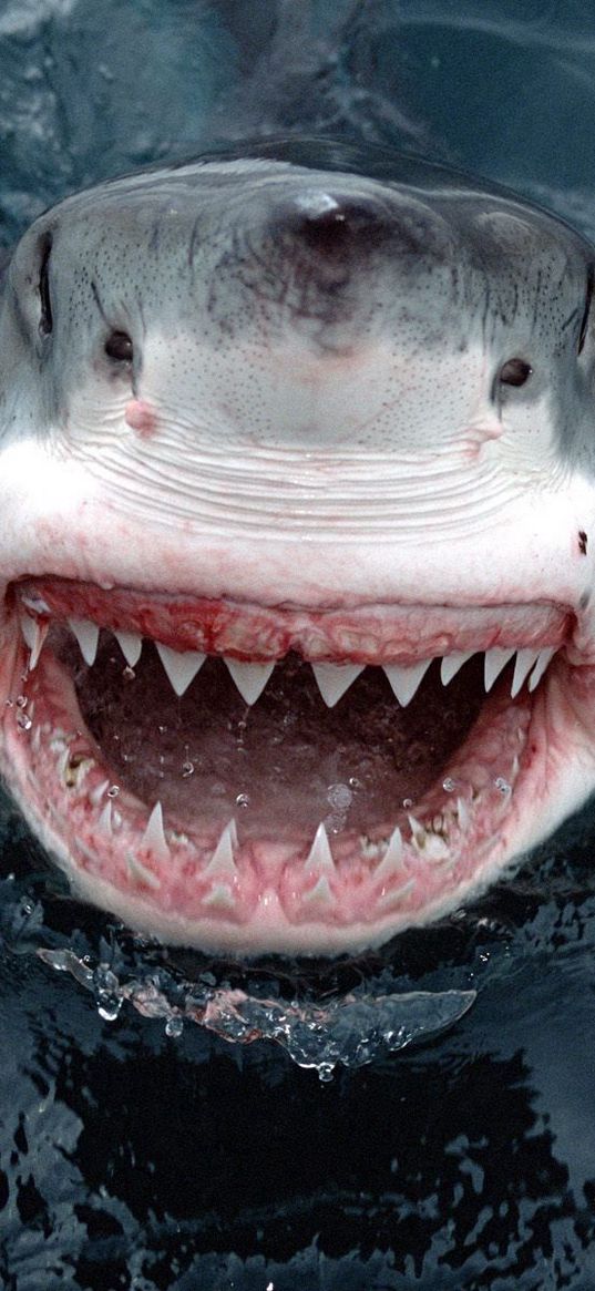 shark, teeth, face, anger