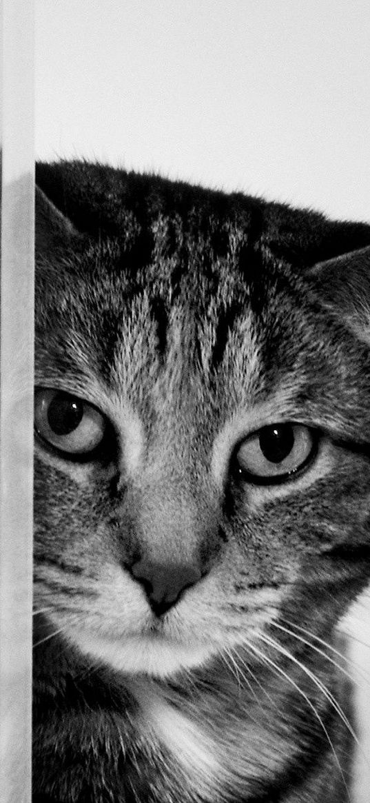 cat, muzzle, sad, black and white