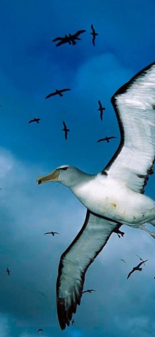 gulls, flock, sky, clouds, birds, sea