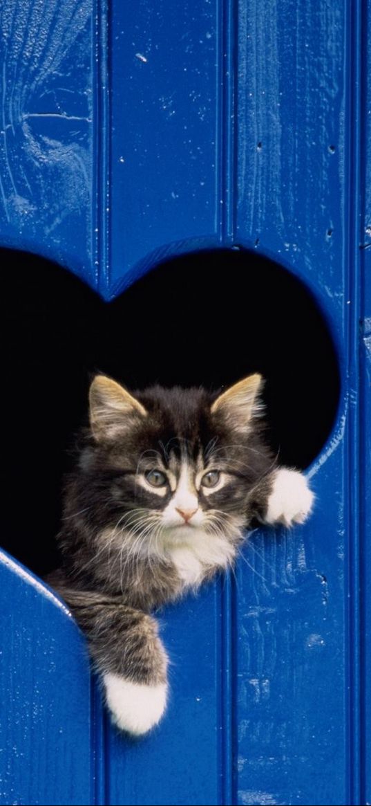 cat, looking out, door, heart, wooden