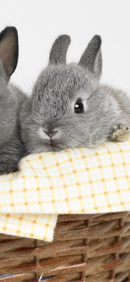 bunnies, baskets, sit