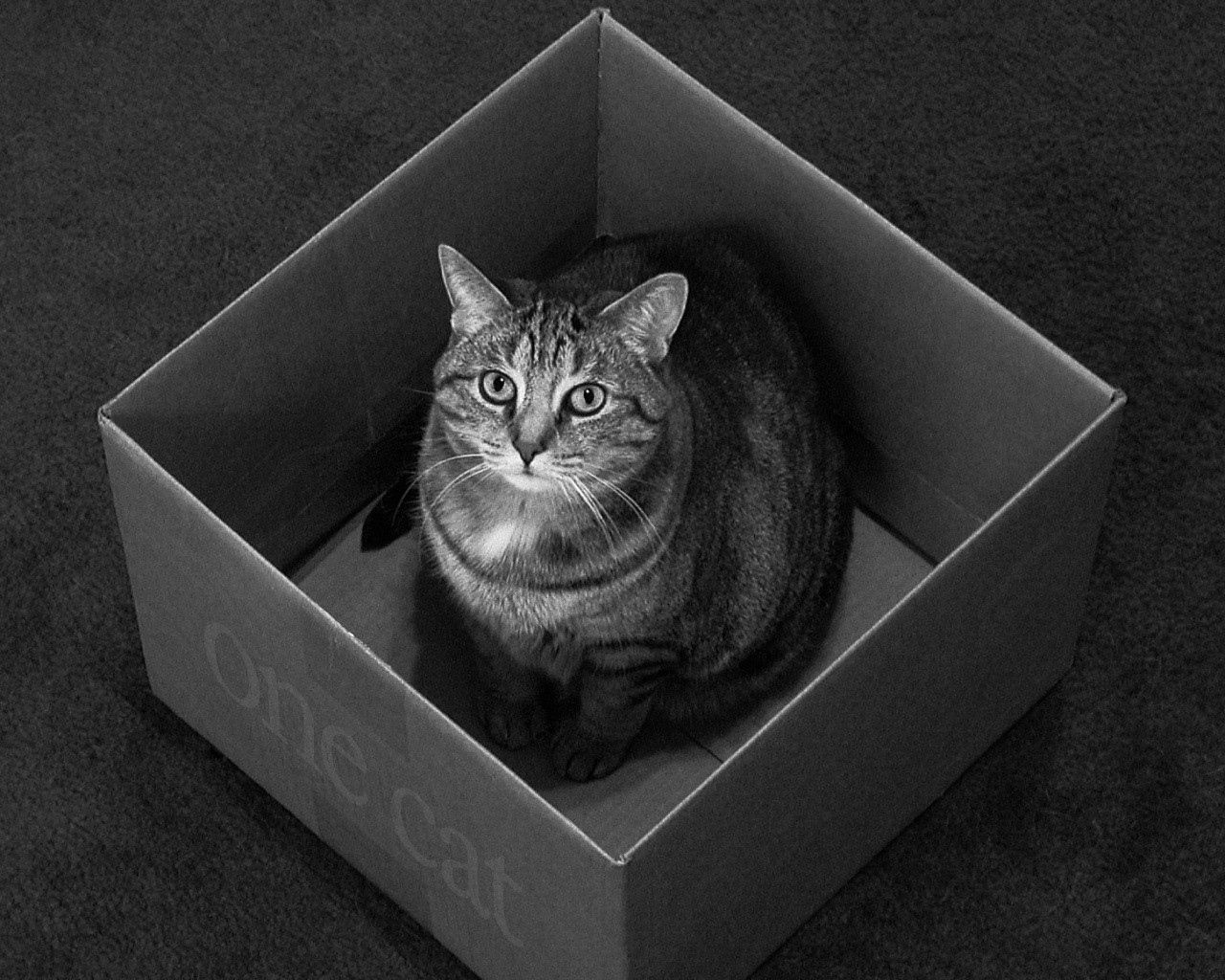 cat, box, sitting, black and white