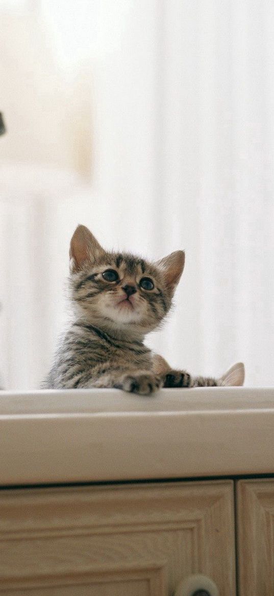 kitten, baby, sink, kitchen