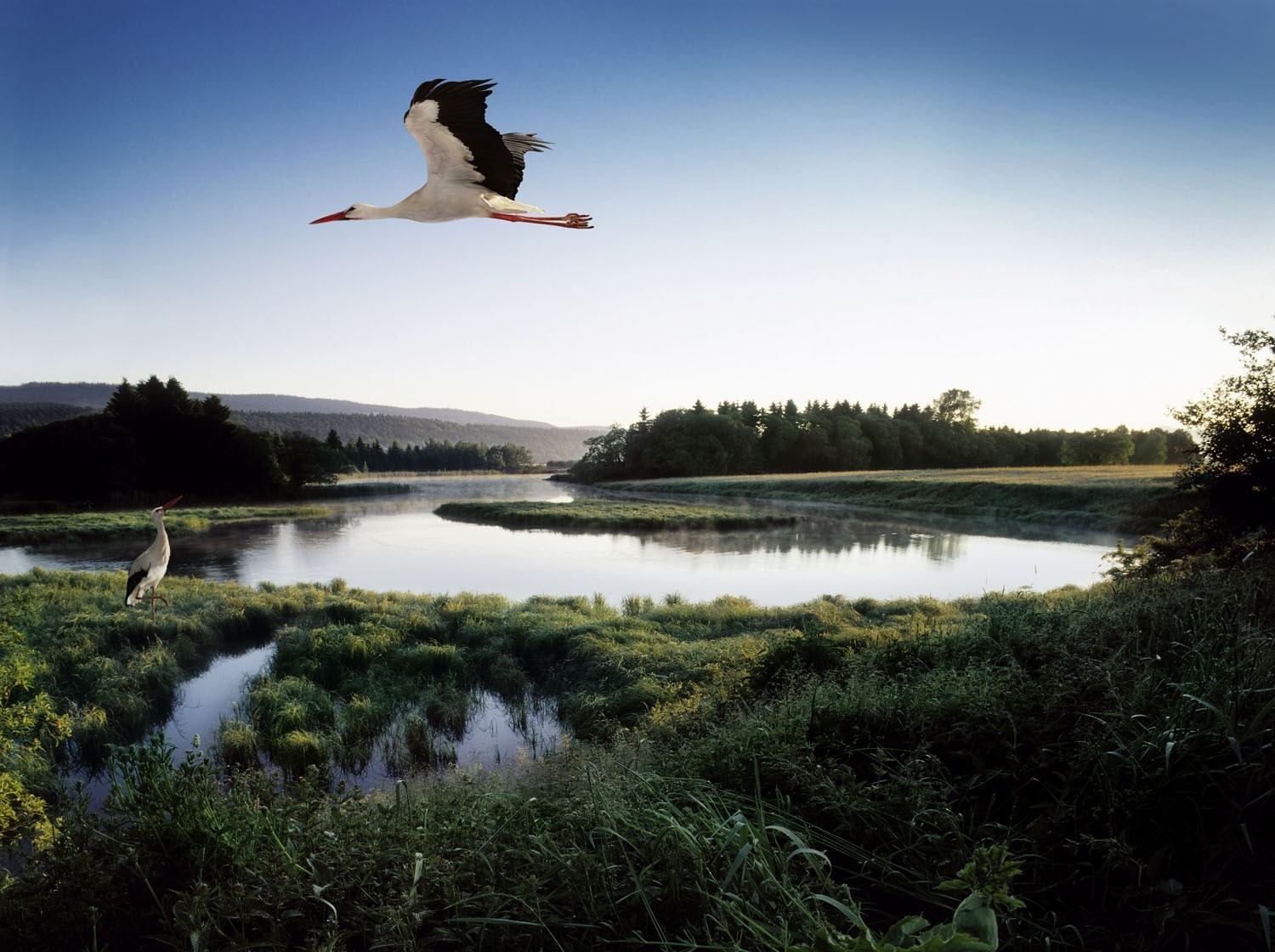 stork, lake, grass, trees