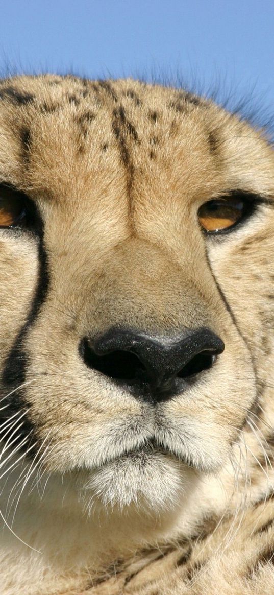 cheetah, face, color, spotted