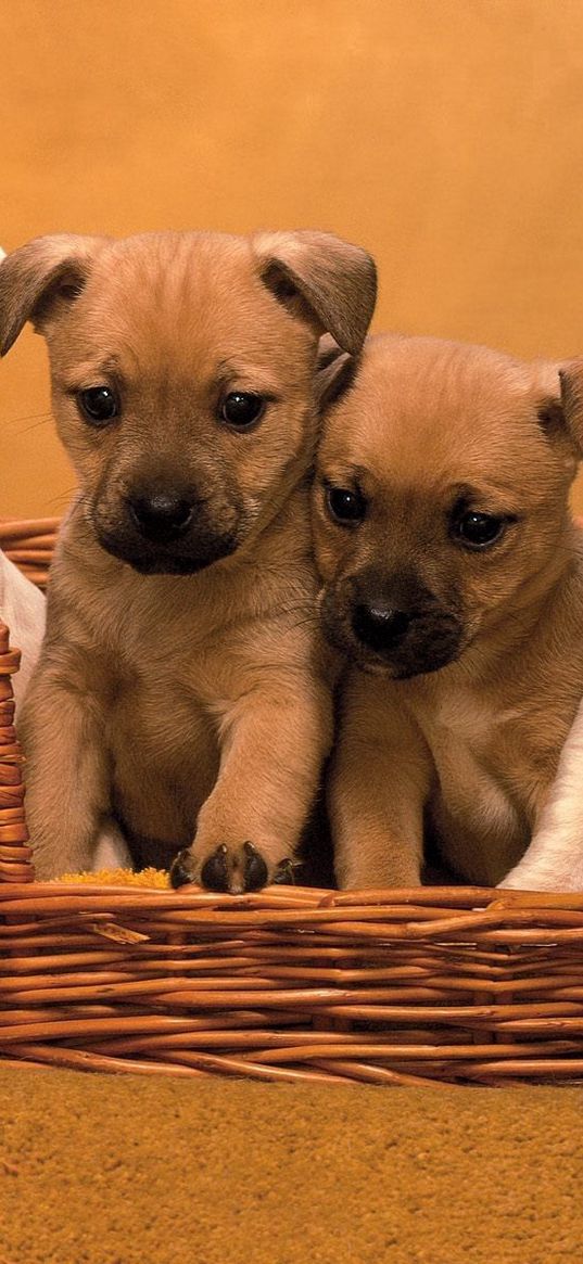 puppies, muzzle, basket, set