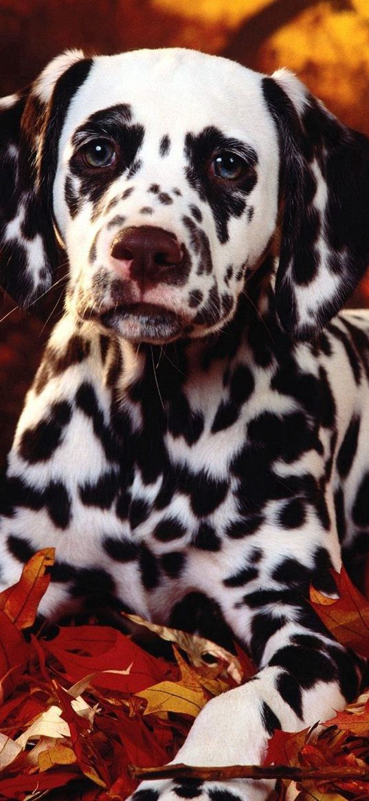 dalmatian, dog, sit, breed, pumpkins, leaves, halloween