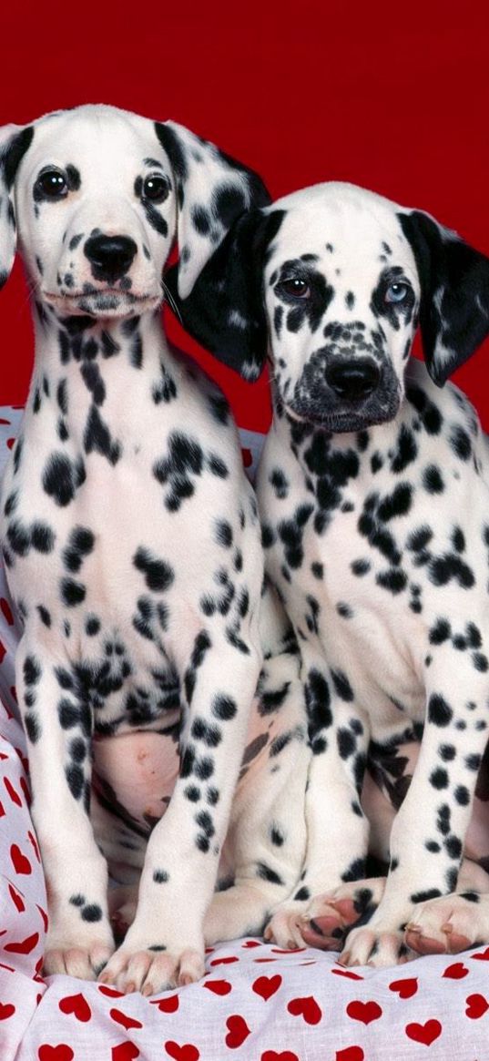 dalmatians, puppies, dogs, many