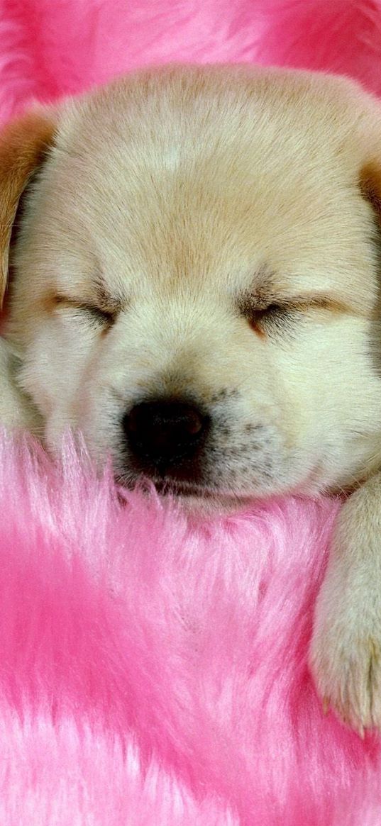 puppy, face, sleeping, fur