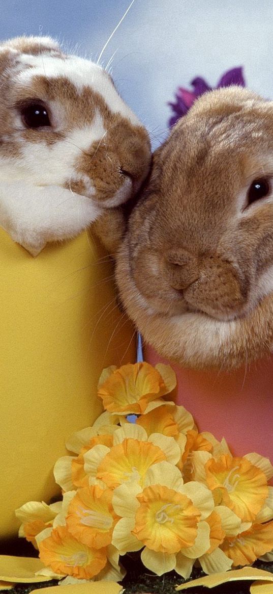 rabbits, couple, flowers, sleep