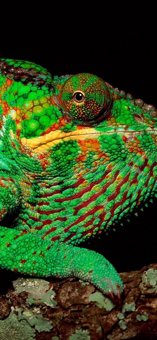 chameleon, color, head, trunk