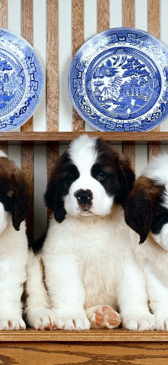 st bernard, puppies, dishes, plates, shelf