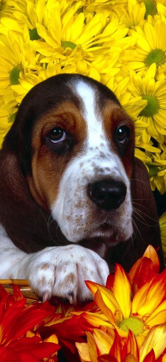 dog, flowers, basset, sitting, ears