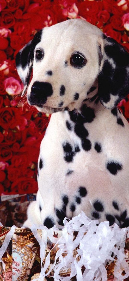 dalmatians, roses, shopping, sitting, puppy