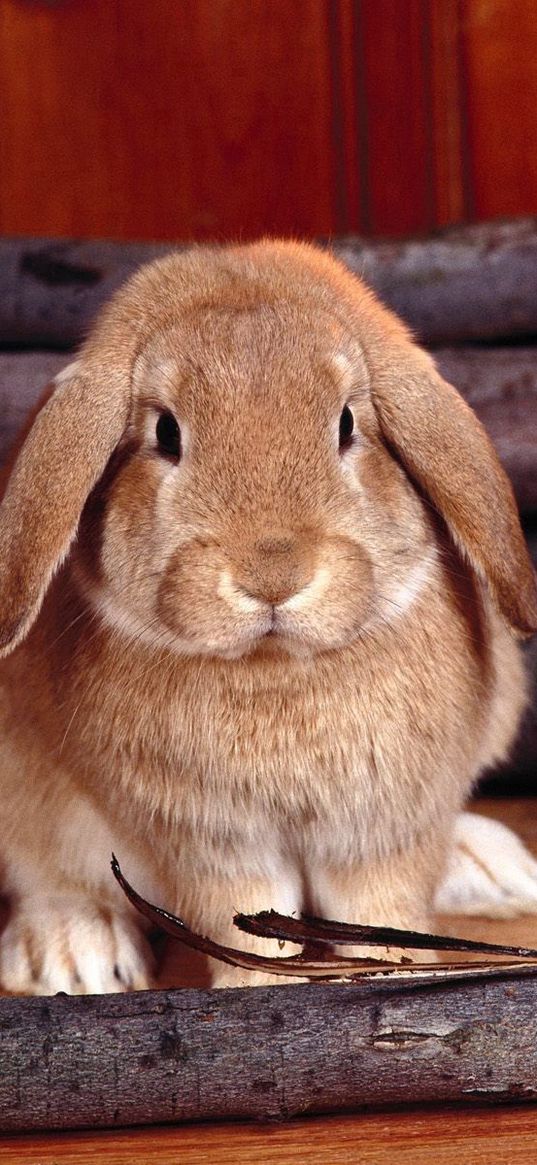 rabbit, wood, stove, sit