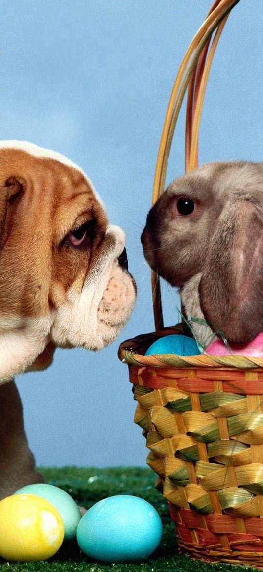 dog, rabbit, eggs, easter, basket