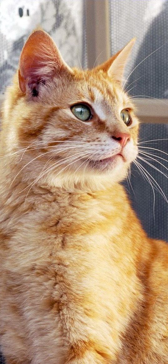 cat, striped, window, curtains, window sill