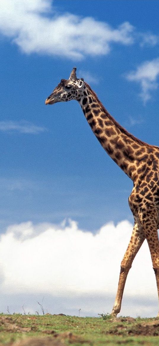 giraffe, grass, sky, clouds, walk