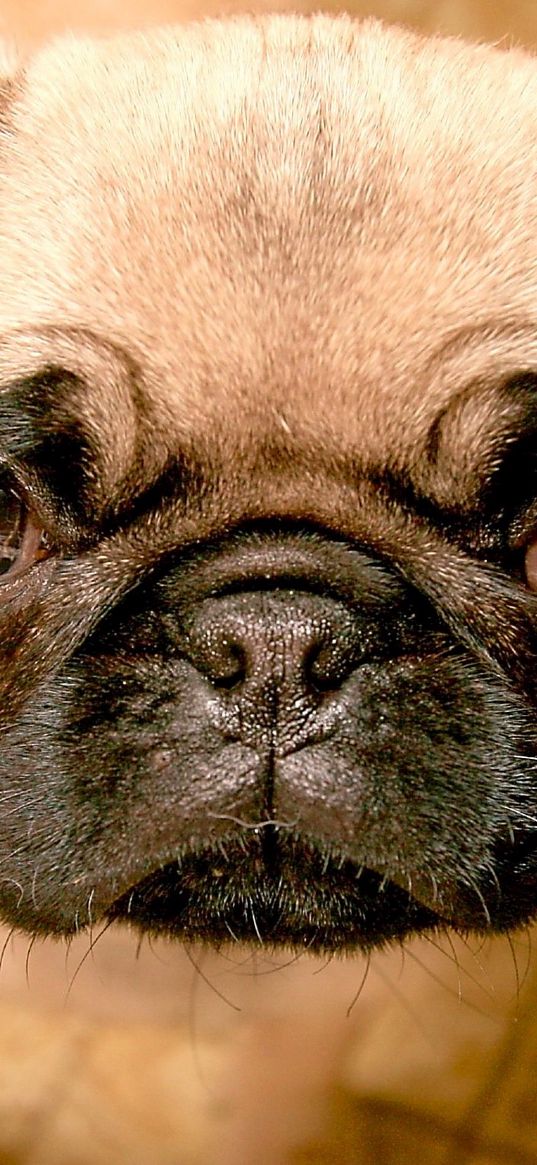 puppy, snout, eyes, mottled