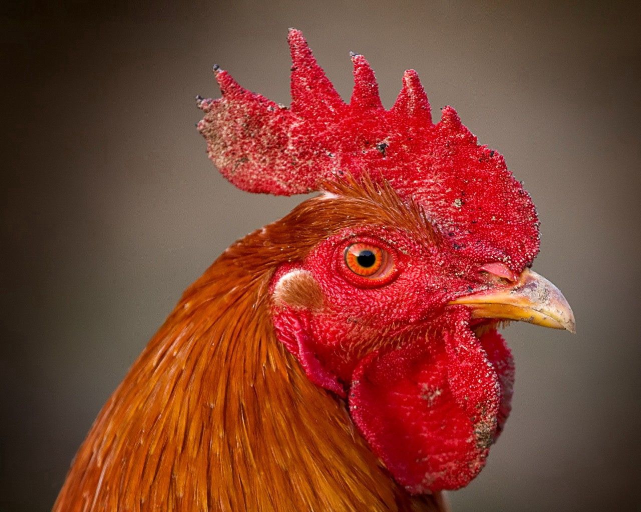 rooster, comb, eyes, beak, bird