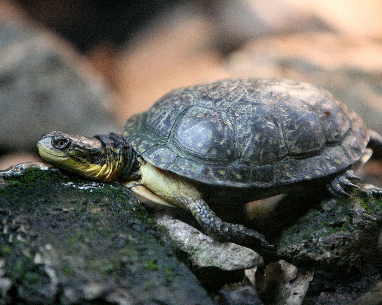 turtle, rocks, shell