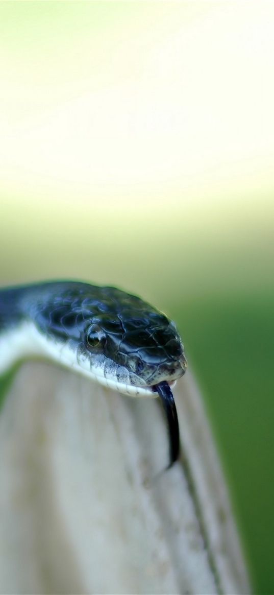 snake, tongue, danger