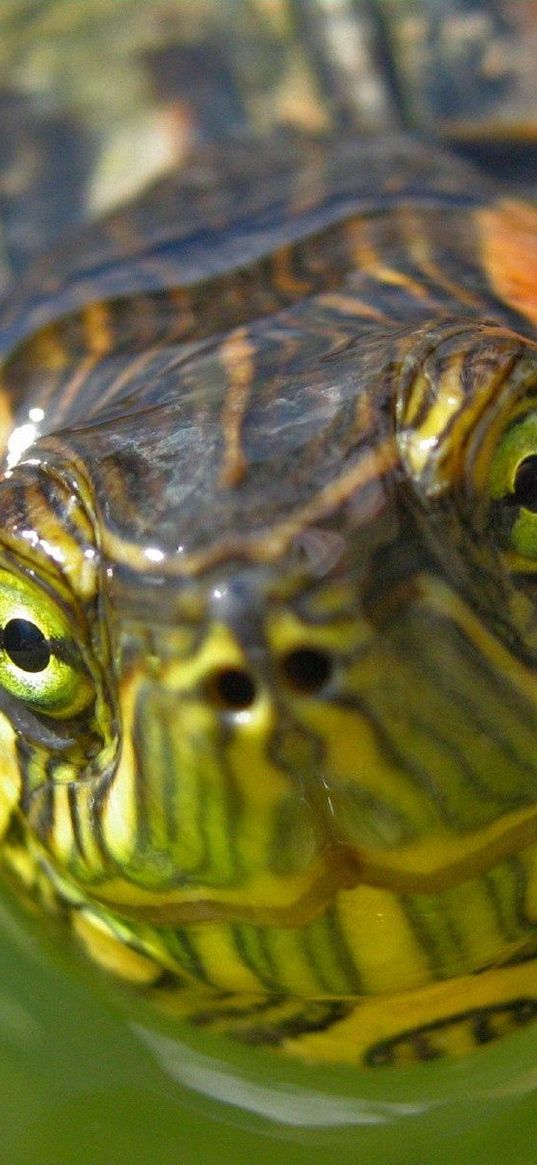 turtle, muzzle, eyes, water