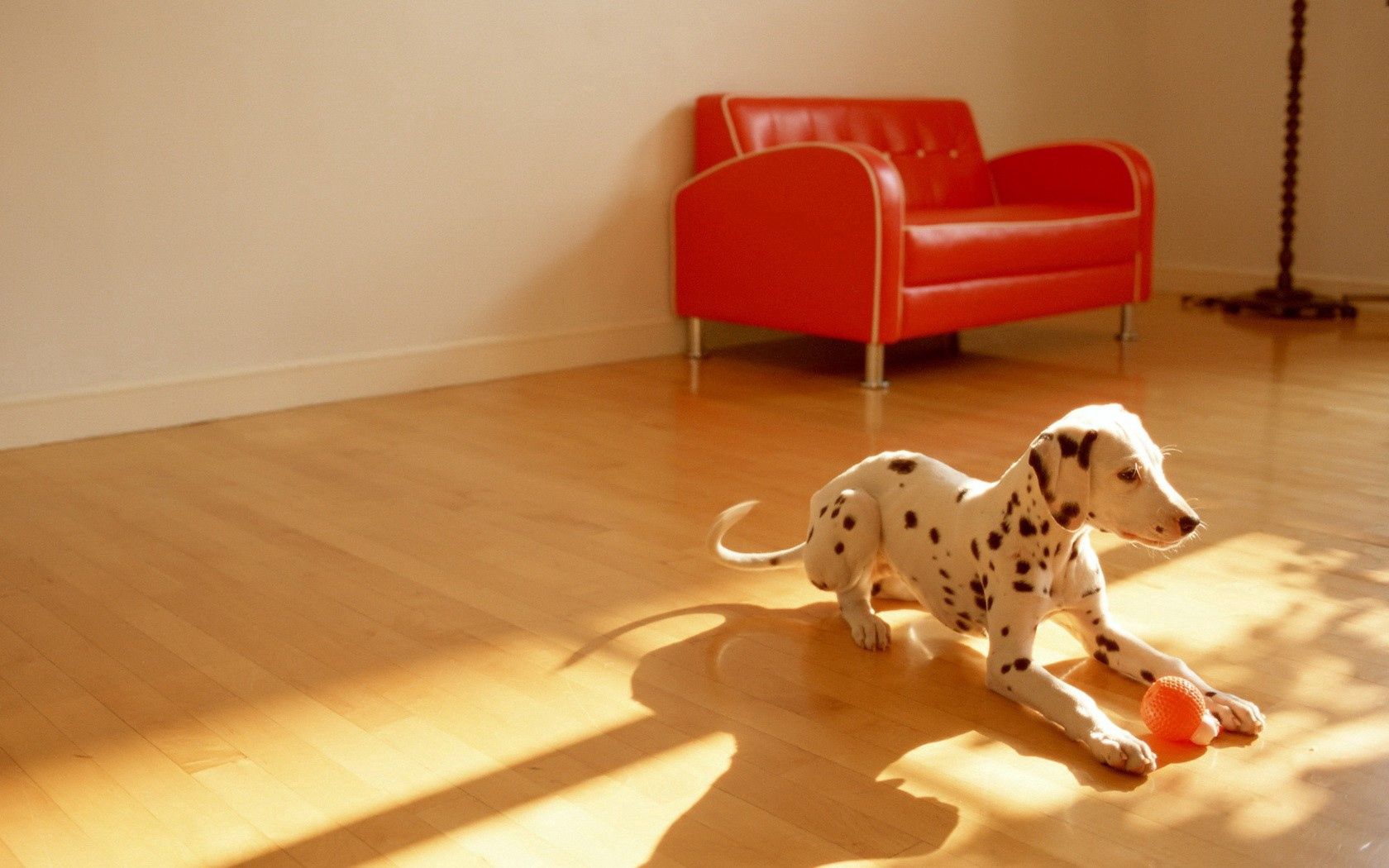 dalmatian, dog, room, floor, ball, toy