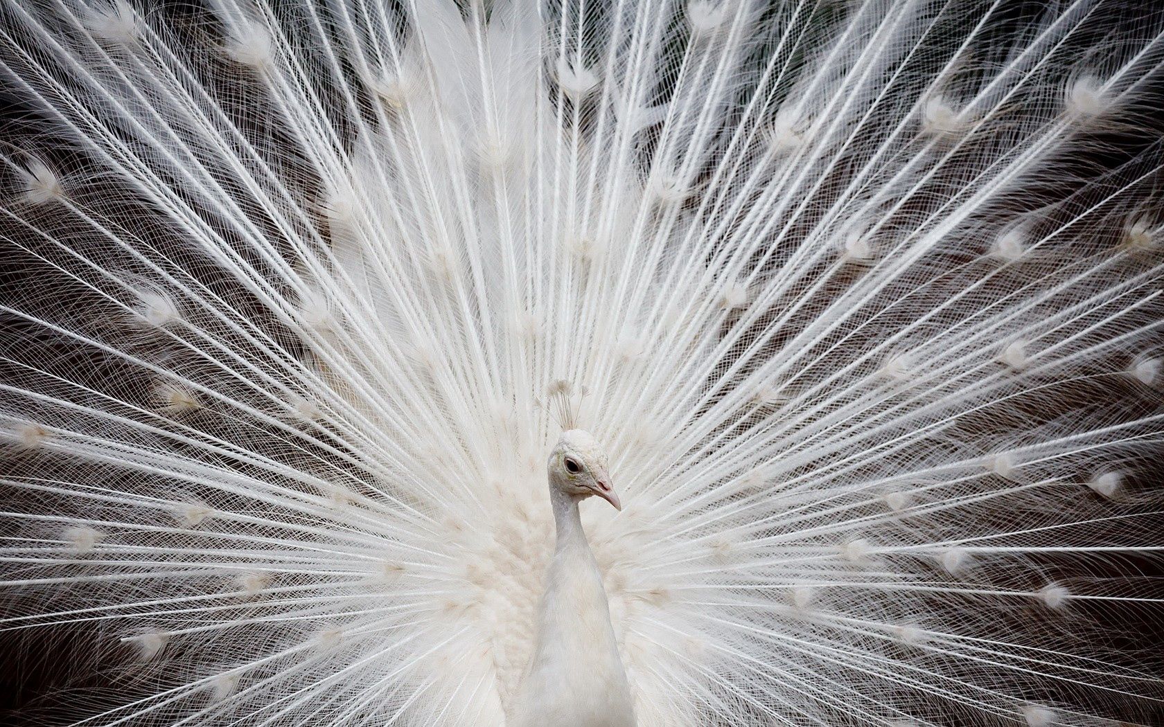 peacock, color, tail