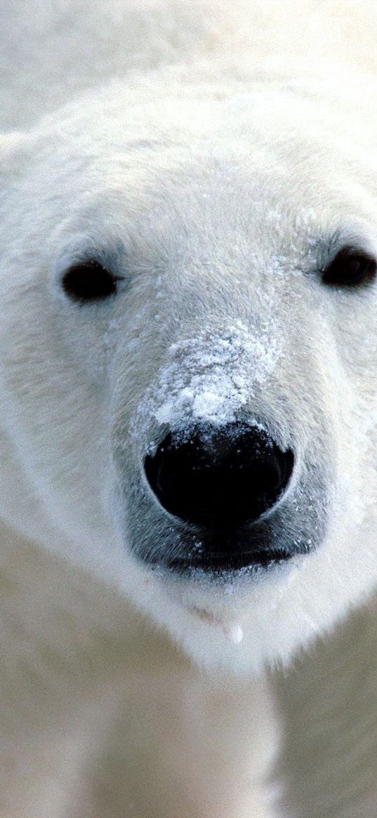 polar bear, eyes, nose