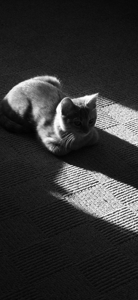 cat, muzzle, shadow, floor, lying, black and white