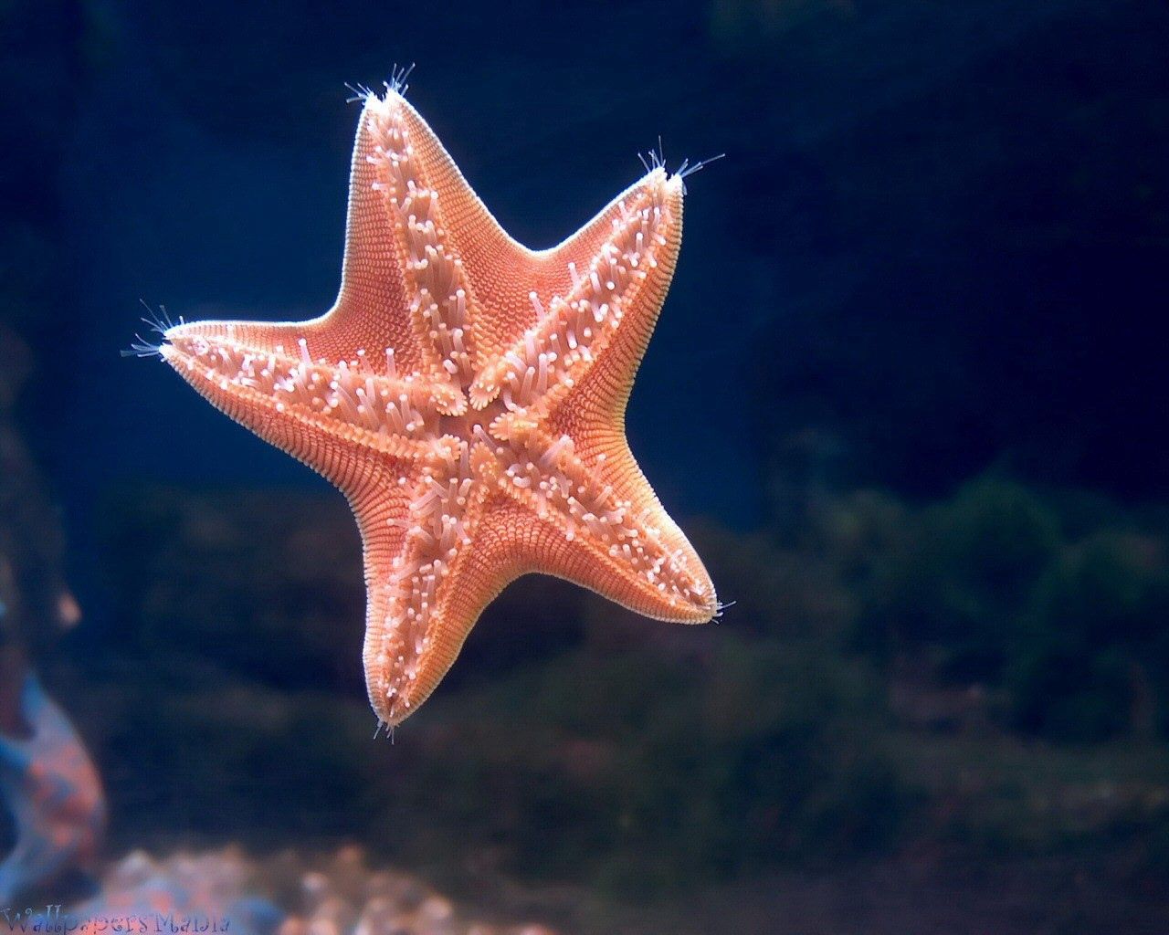 starfish, underwater, swimming, sea