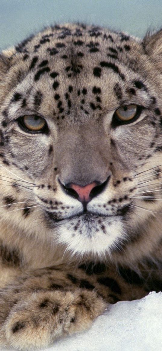 snow leopard, big cat, color, predator