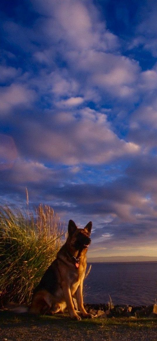 dog, sheep, sky, sea, waiting